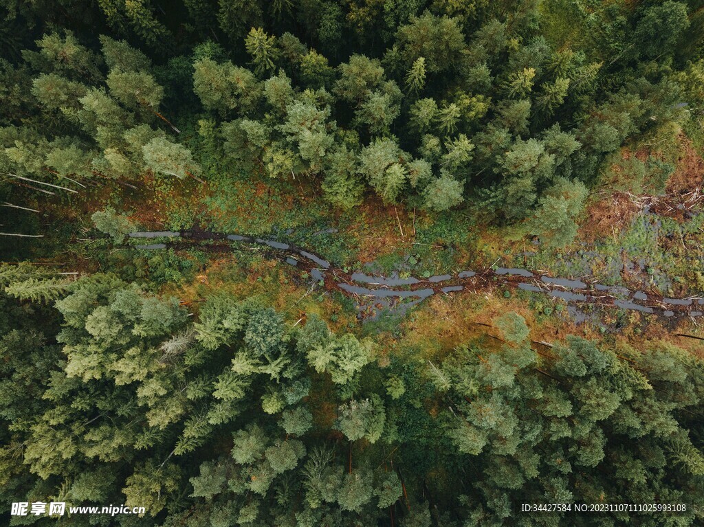 林间道路鸟瞰图