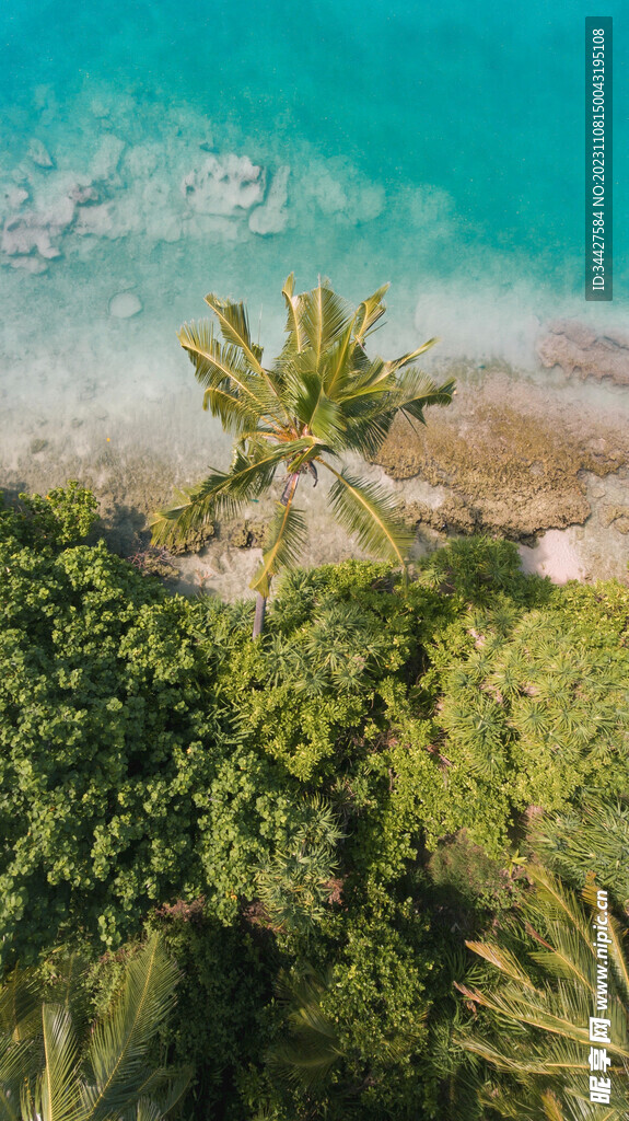 椰子树海景