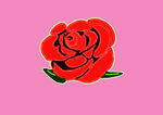 玫瑰