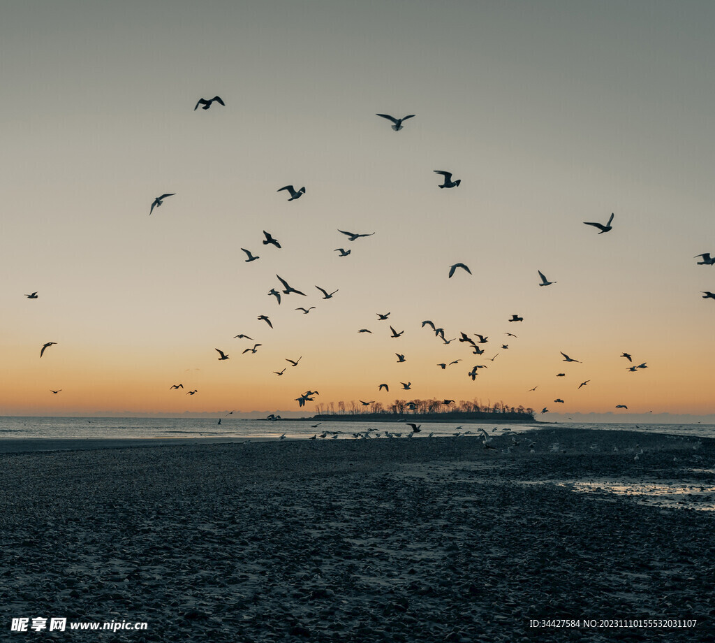 海滩上的飞鸟