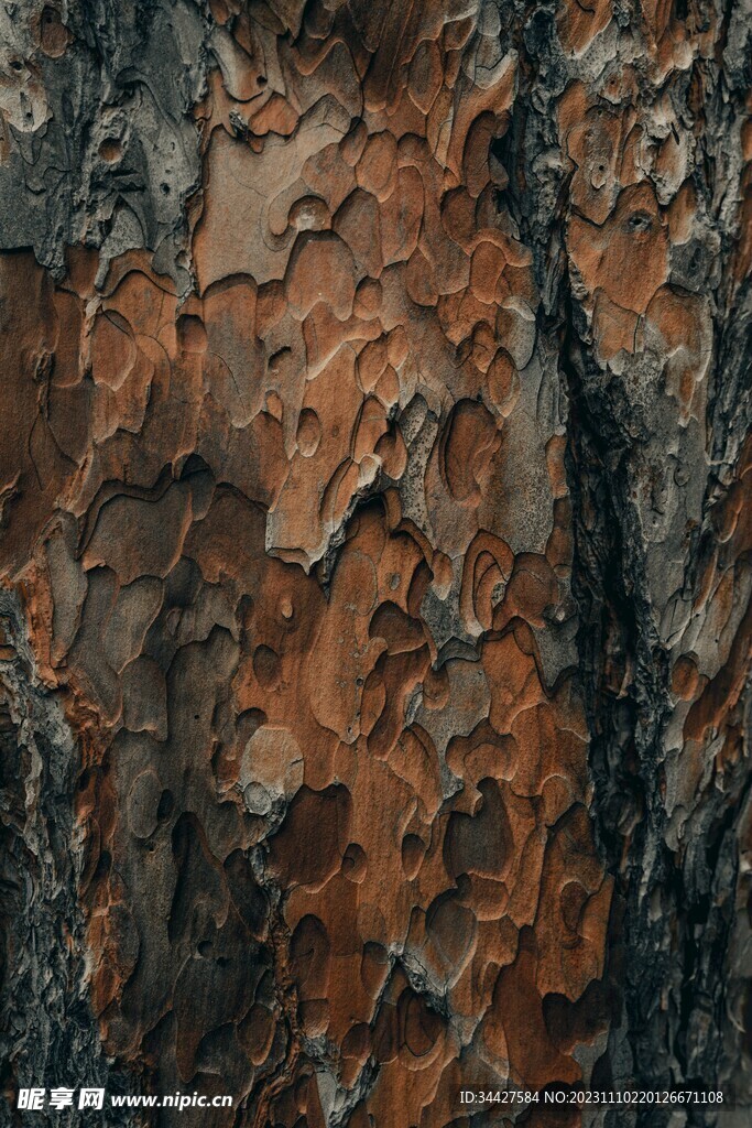 干树皮纹路