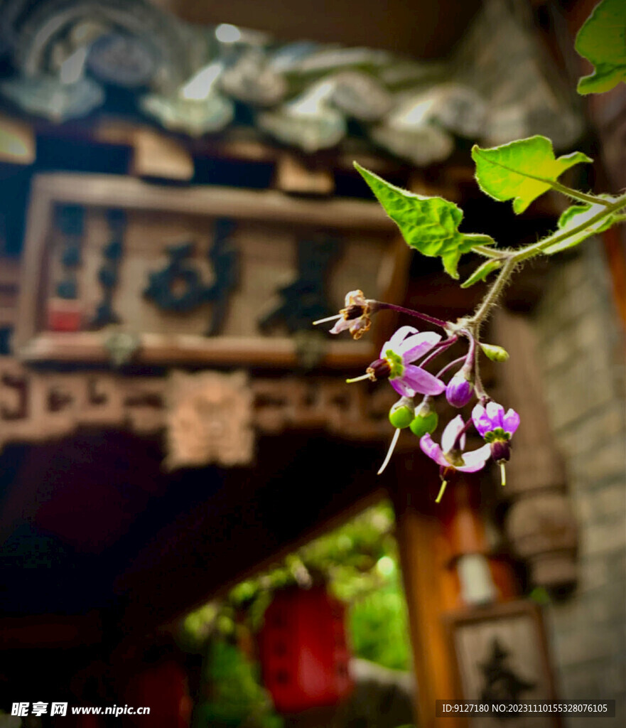 龙窝楼野花随拍