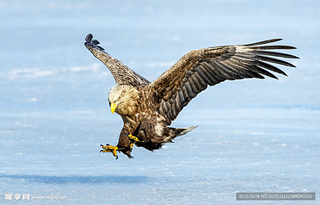 动物 大猛禽 飞鸟 白尾海雕 