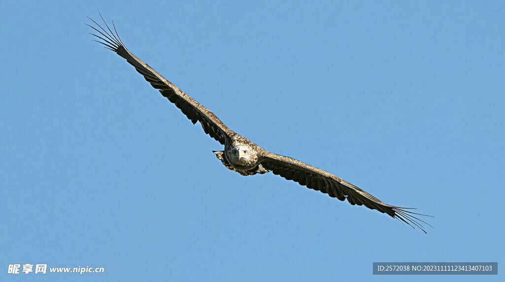 动物 大猛禽 飞鸟 白尾海雕 