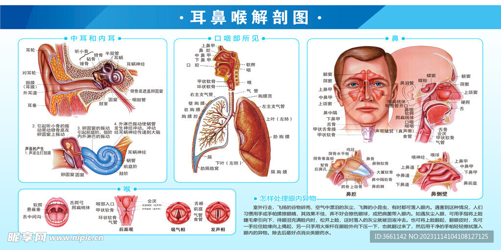 耳鼻喉解剖图