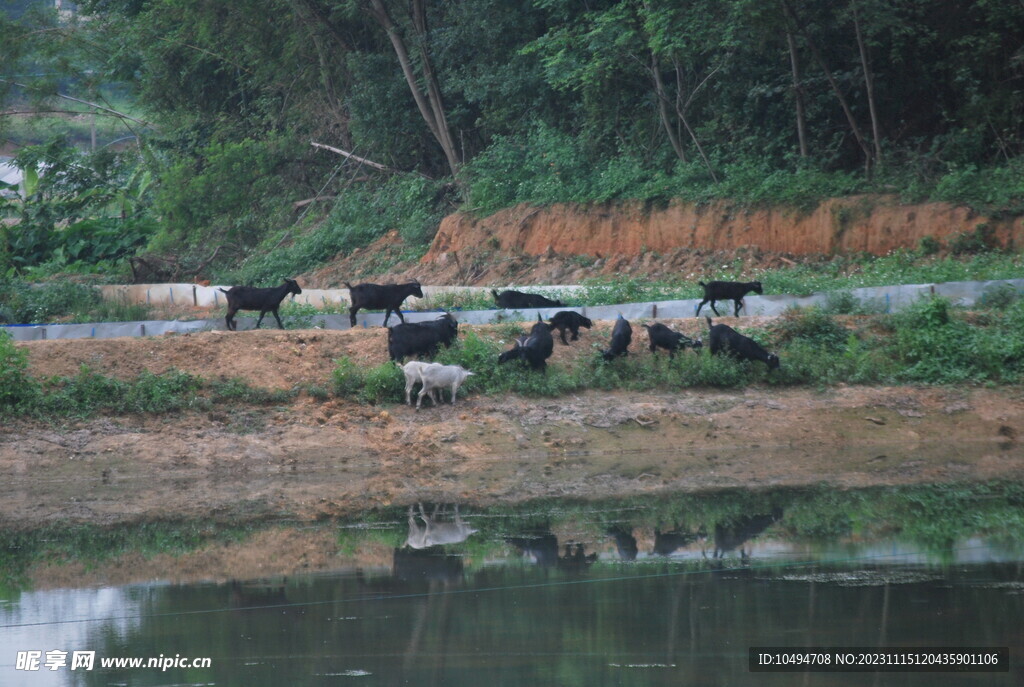 放牧黑山羊