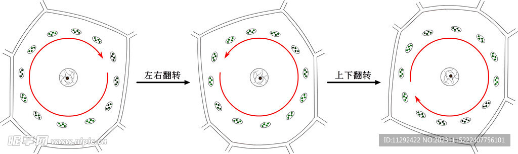 细胞质的流动方向