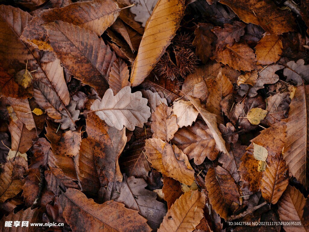 落叶素材