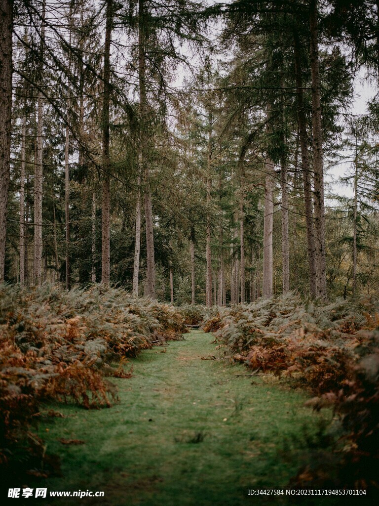 树林风景