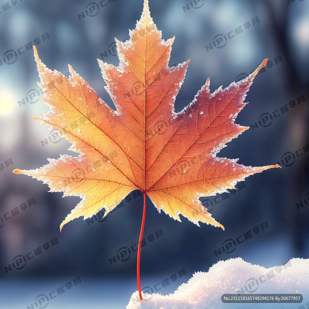 枫叶 雪地 唯美梦幻 晶莹剔透