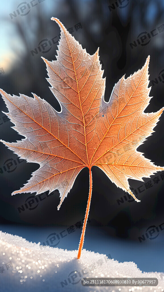 雪地 暖阳 一片冰晶枫叶 