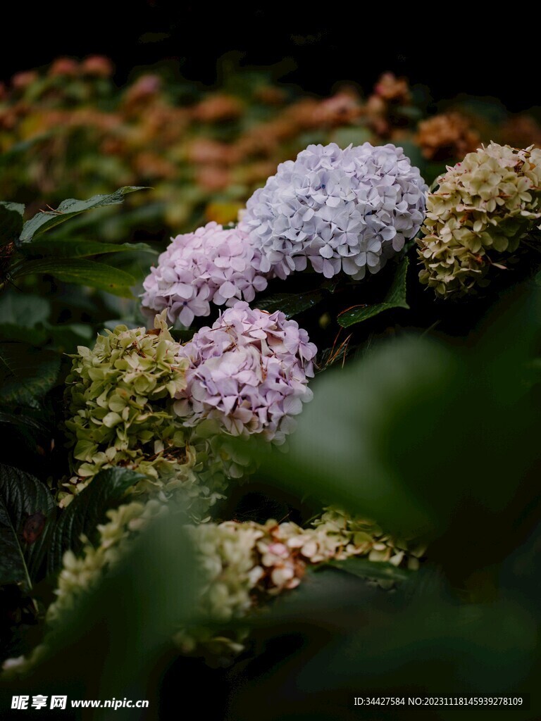 绣球花