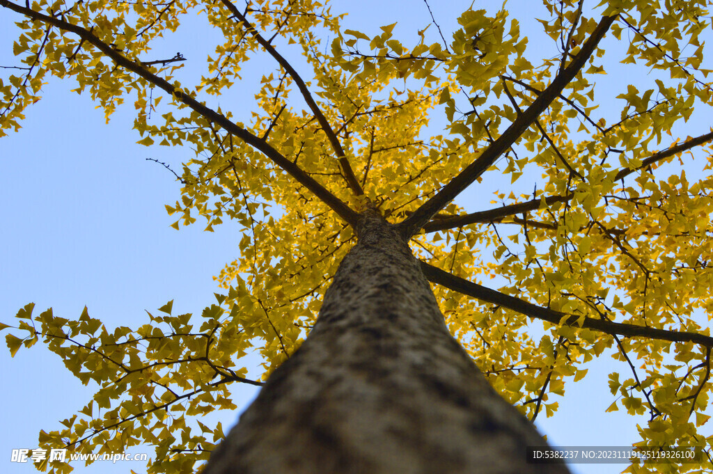 仰看秋天银杏树