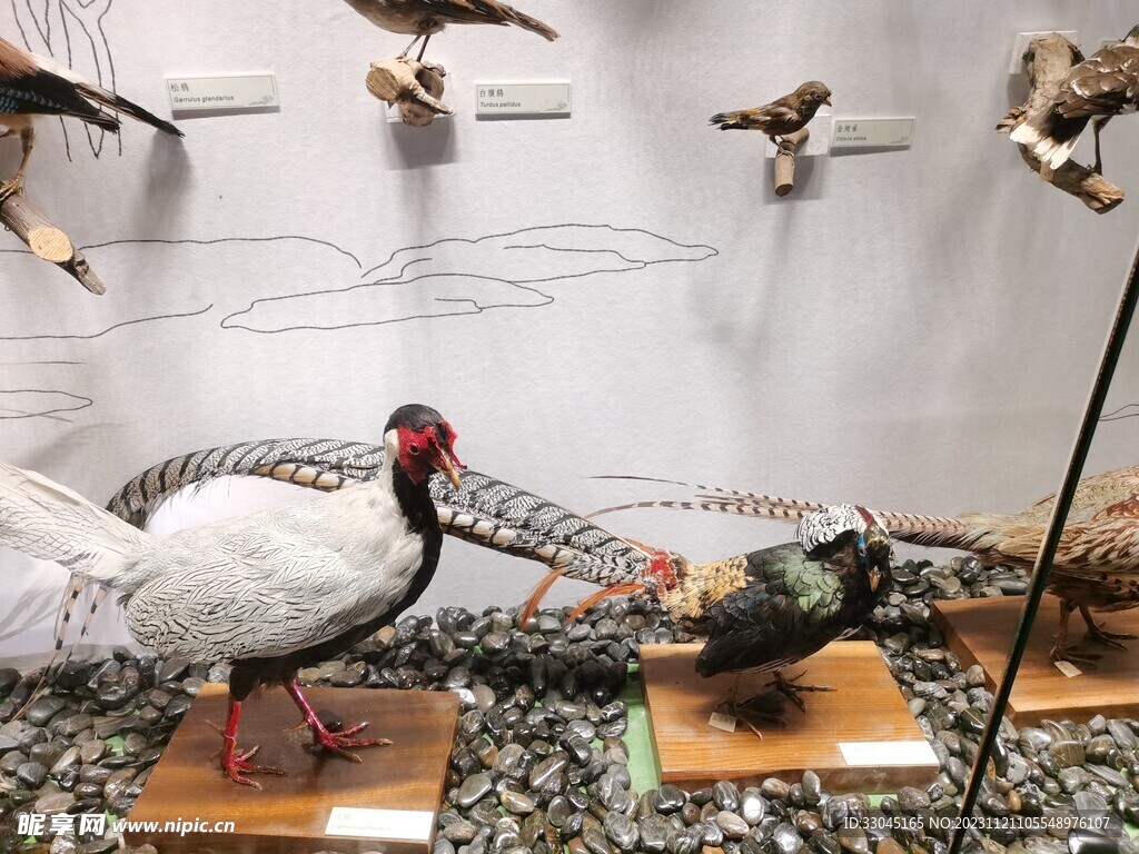 鸟类标本