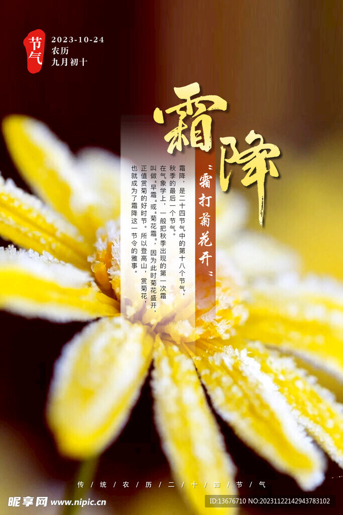霜降 节气 菊花