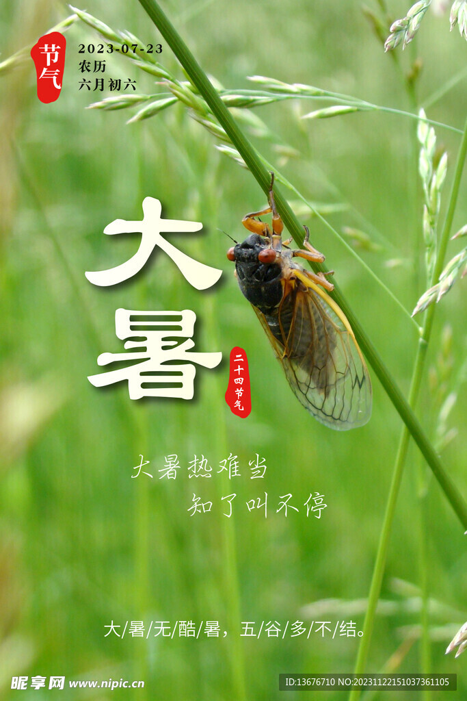 大暑 知了 夏天 炎热