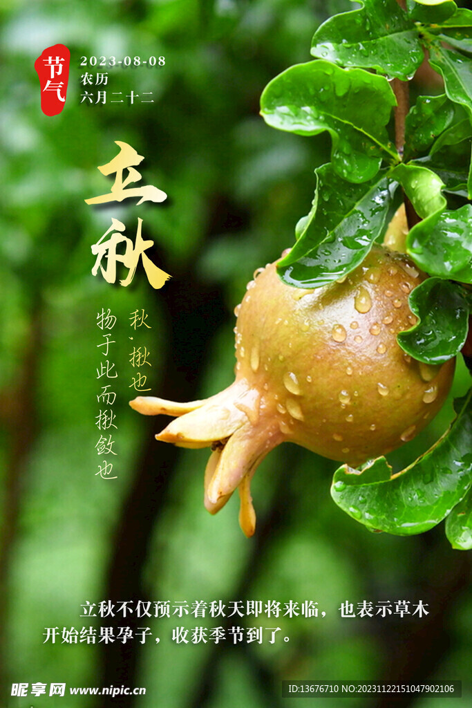 立秋 节气 石榴