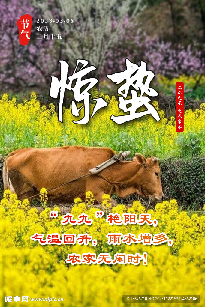 惊蛰 油菜花 老牛