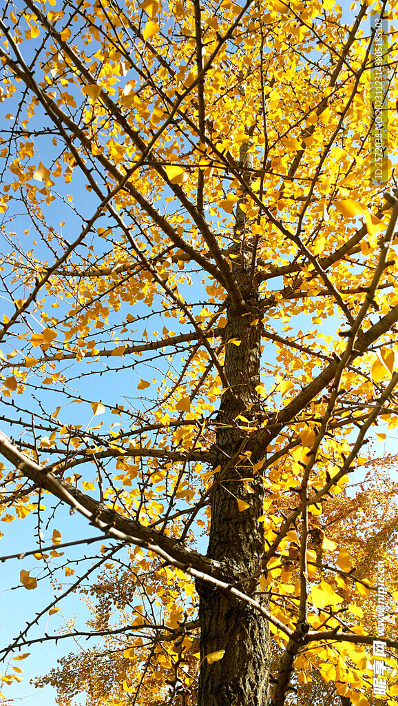 银杏染秋