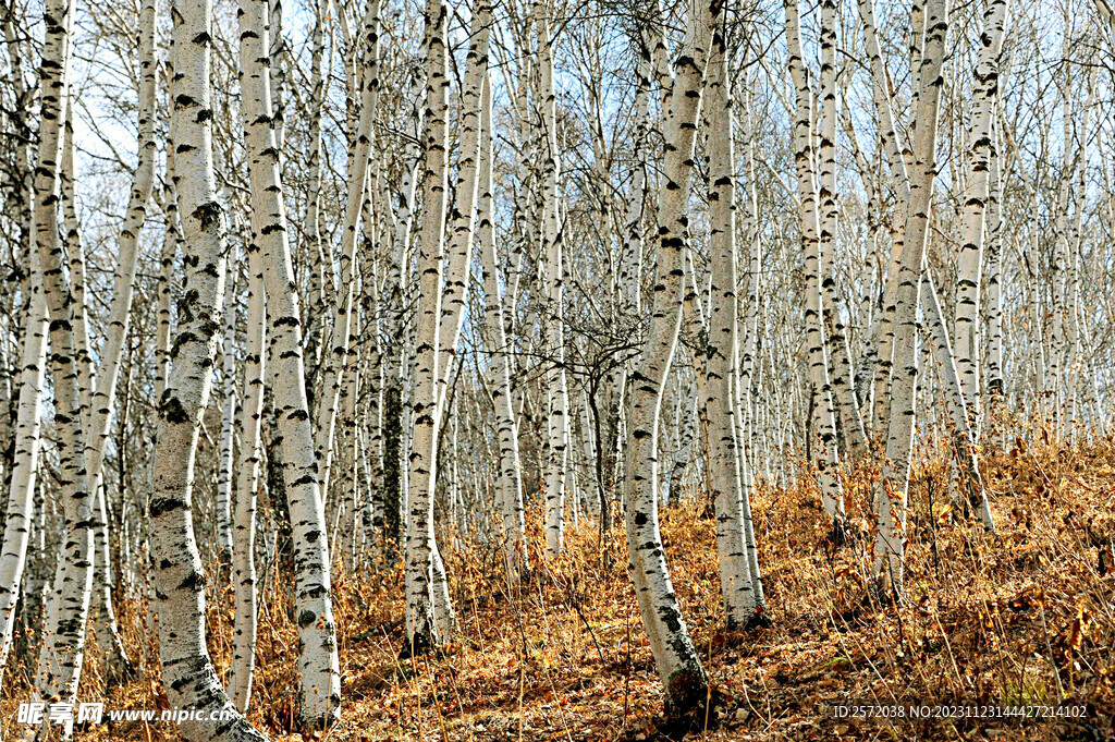 桦林秋色