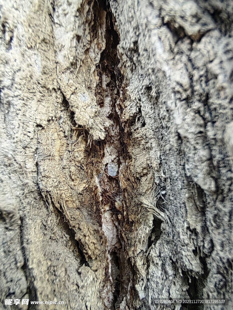 树皮纹理