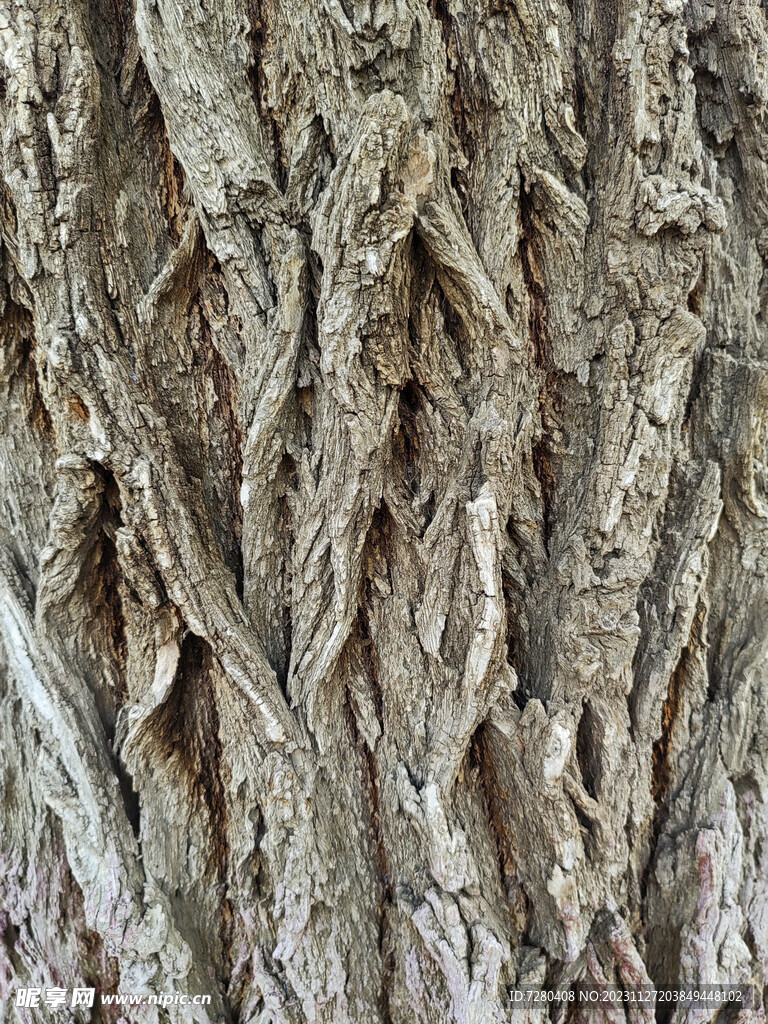 树皮纹理