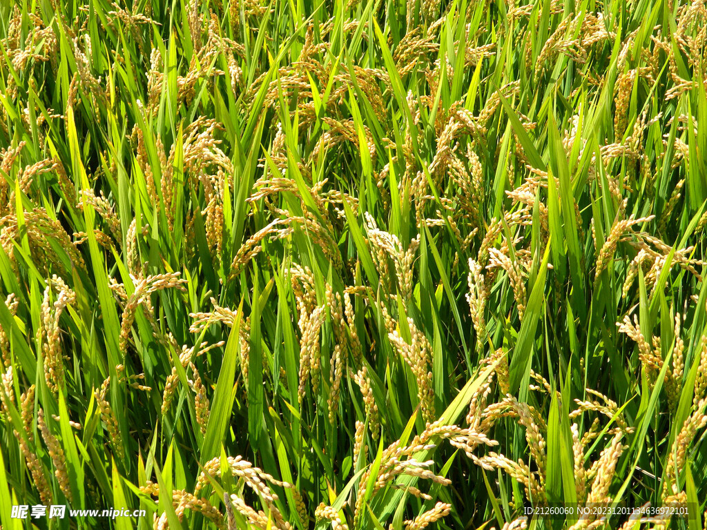 水稻图