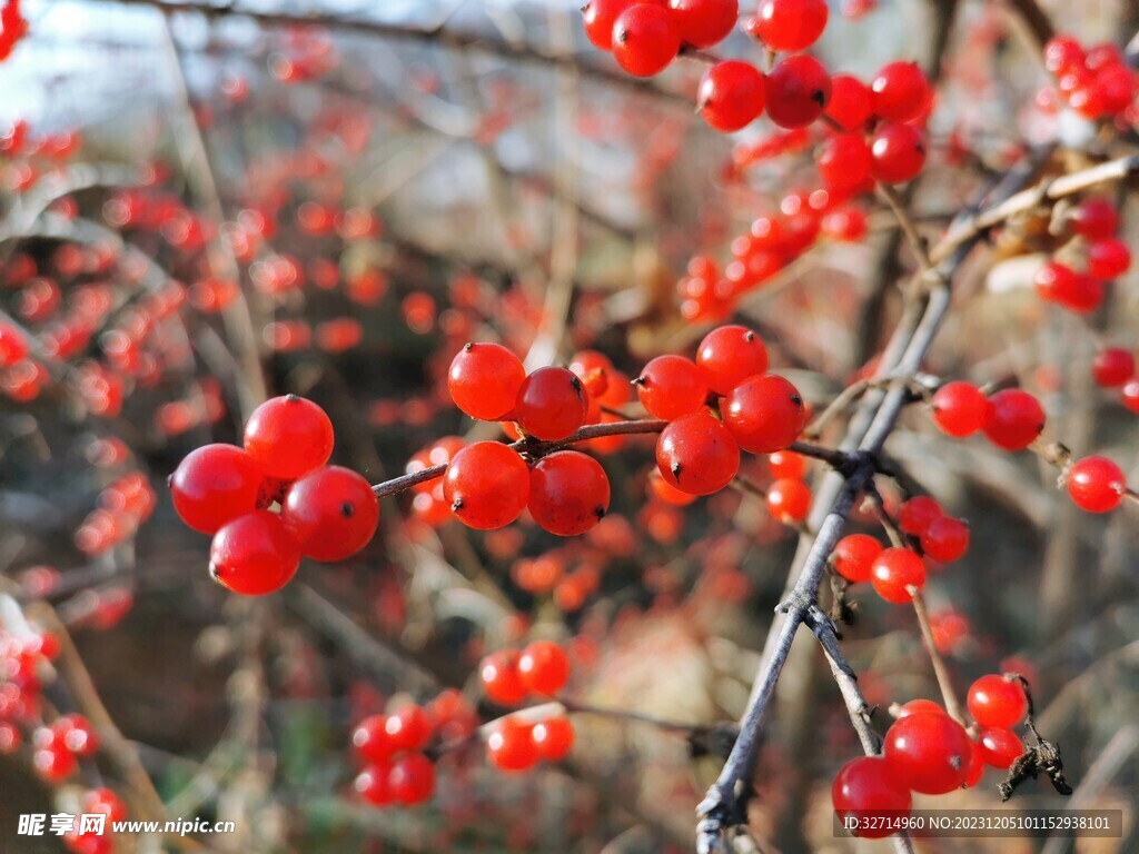 忍冬 金银木果实