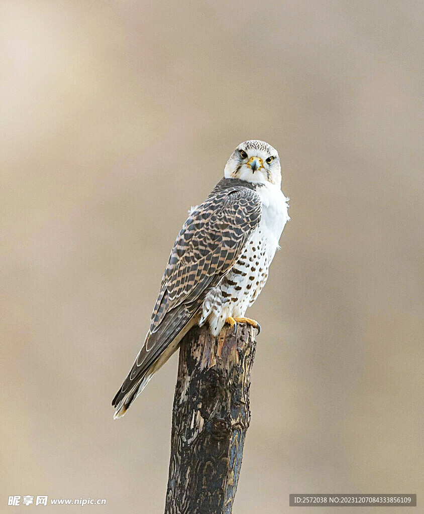 白腹隼雕图
