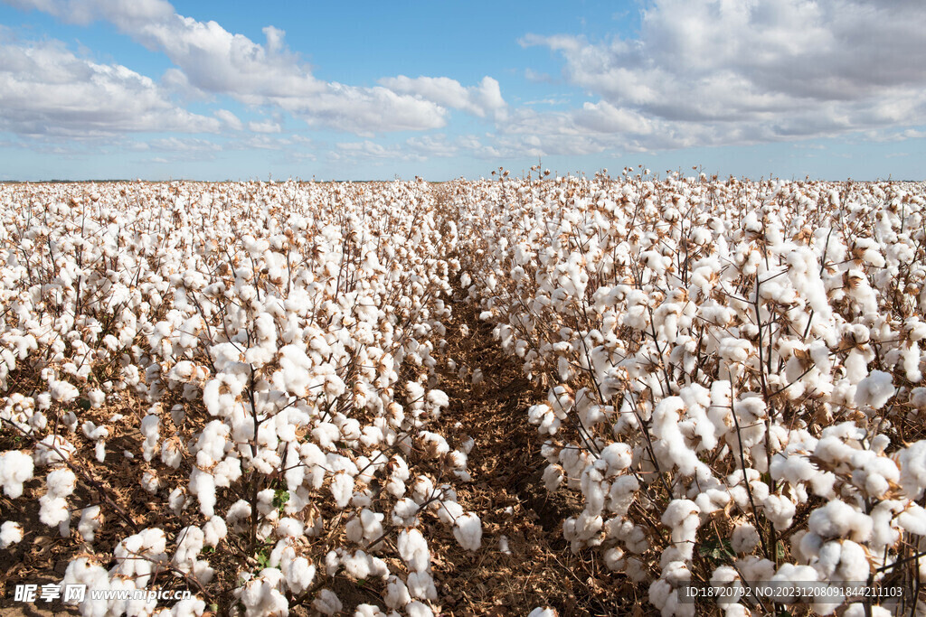  棉花图片