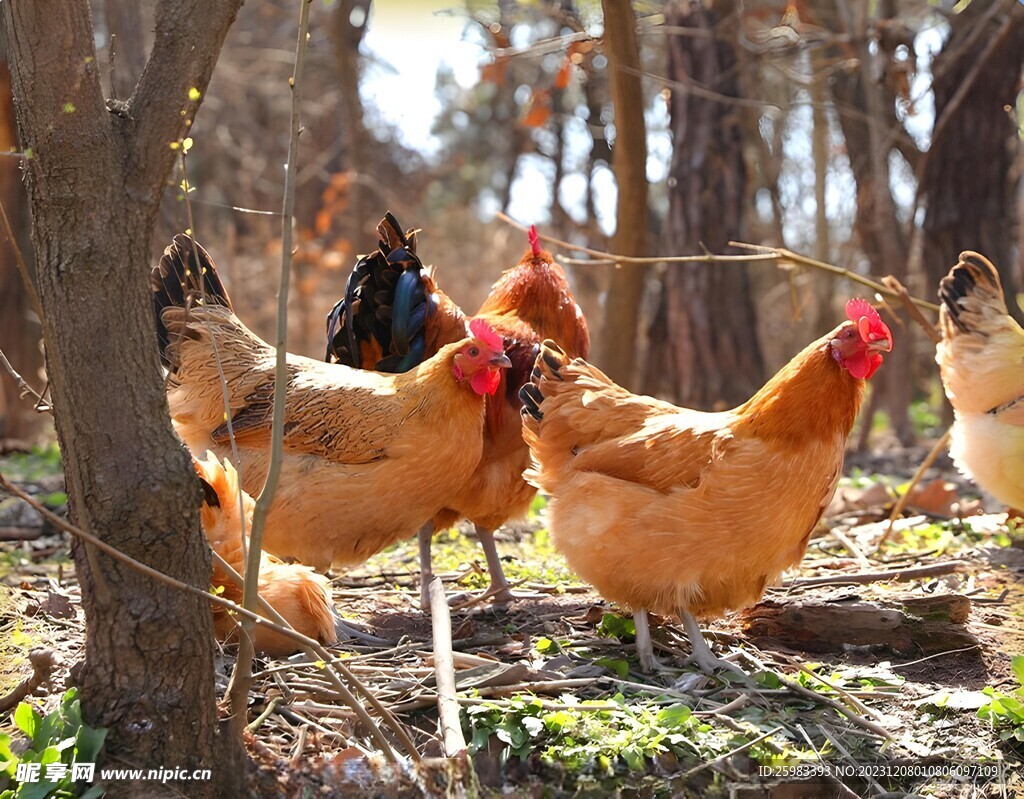 散养鸡