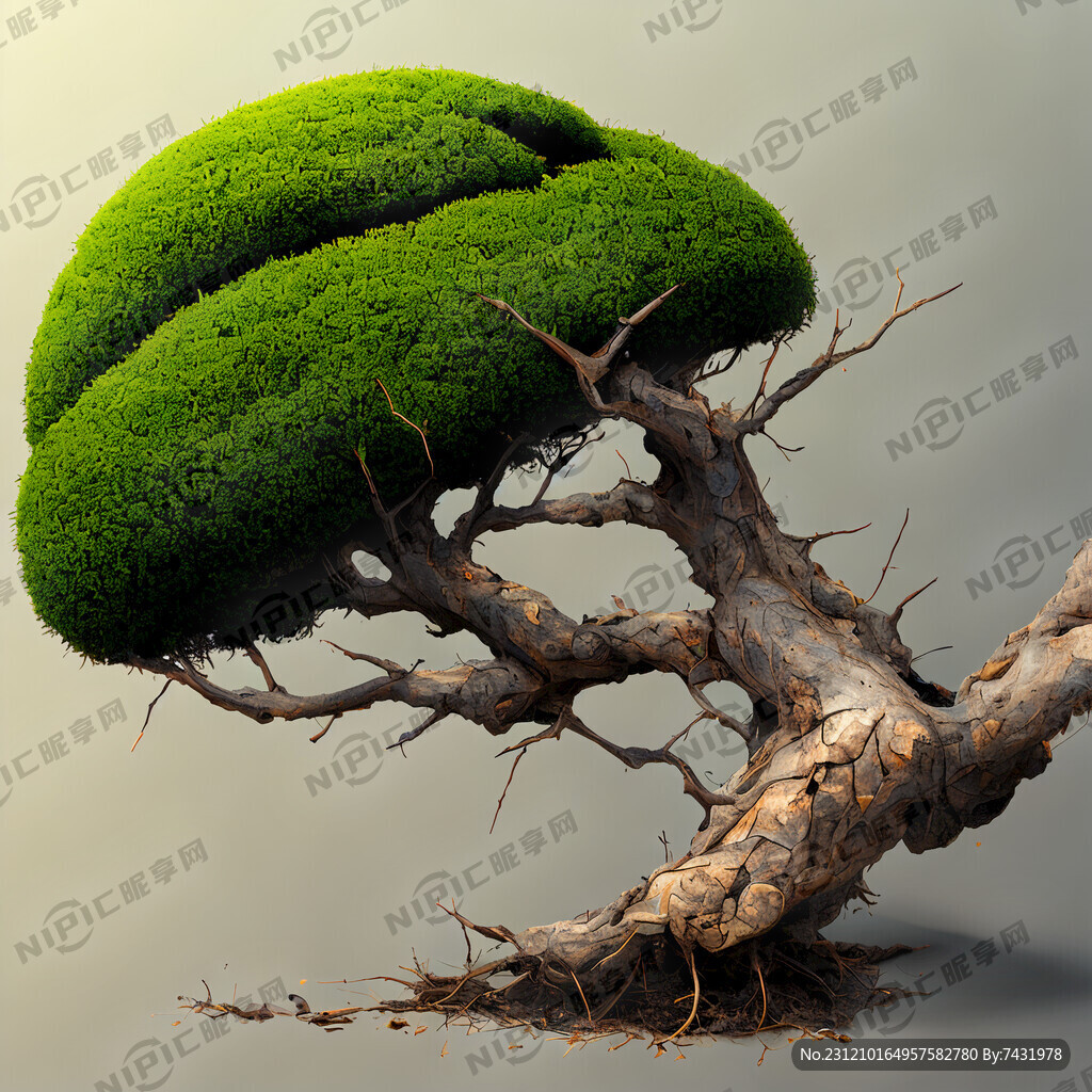 裂开的山茶树籽