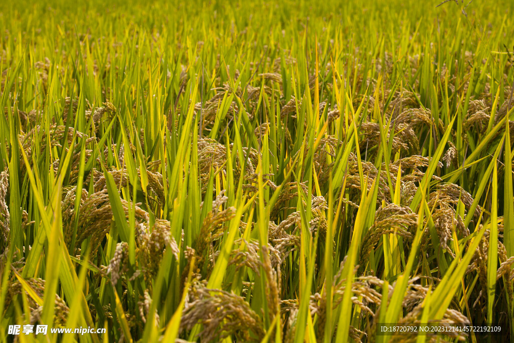 稻田稻穗图片