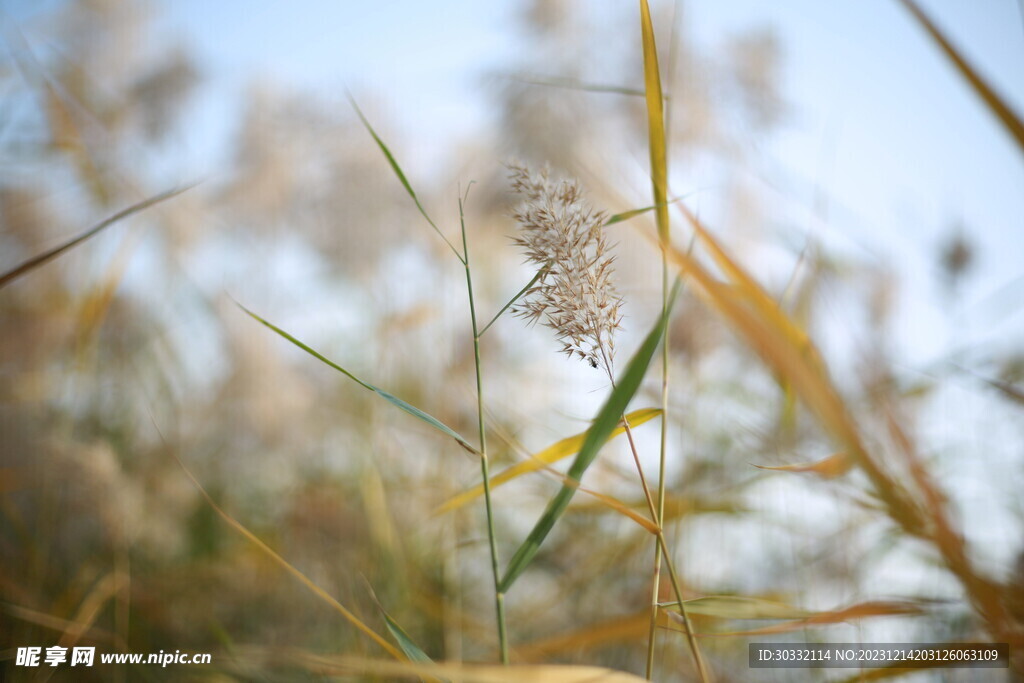 秋天的芦苇