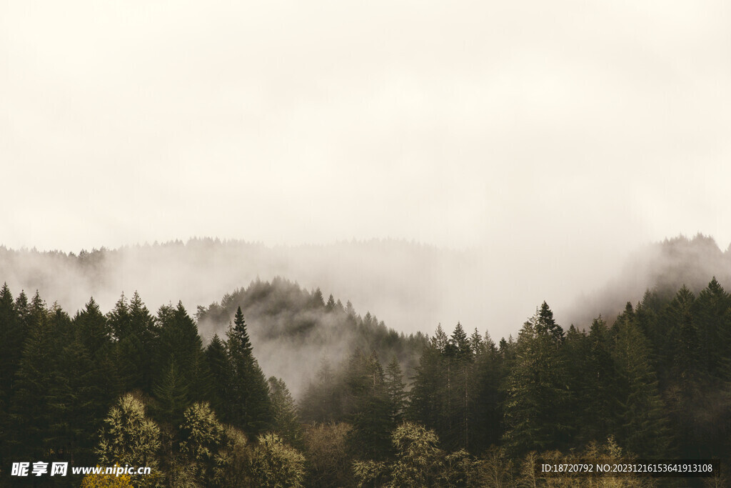 云雾森林图片