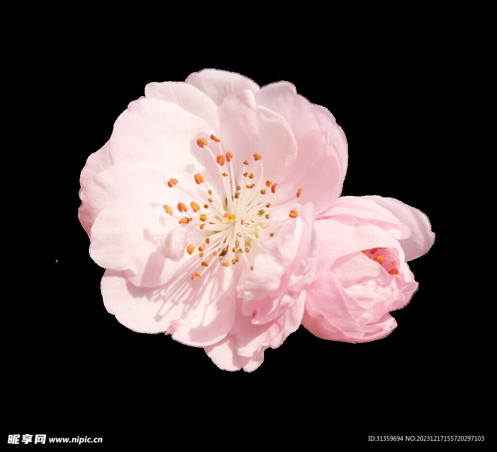 粉色樱花桃花PNG免扣鲜花素材