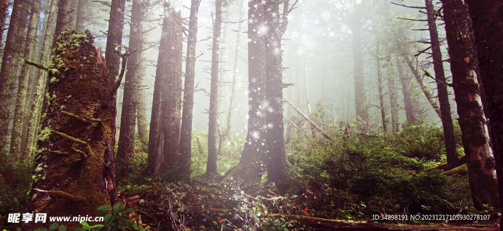  森系婚礼背景图片