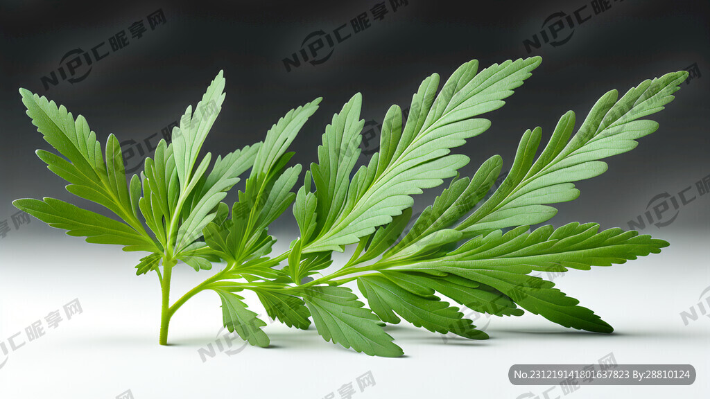 一大把艾草 白色背景