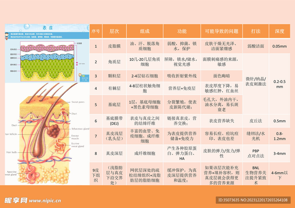 医美整形科普 皮肤层次介绍