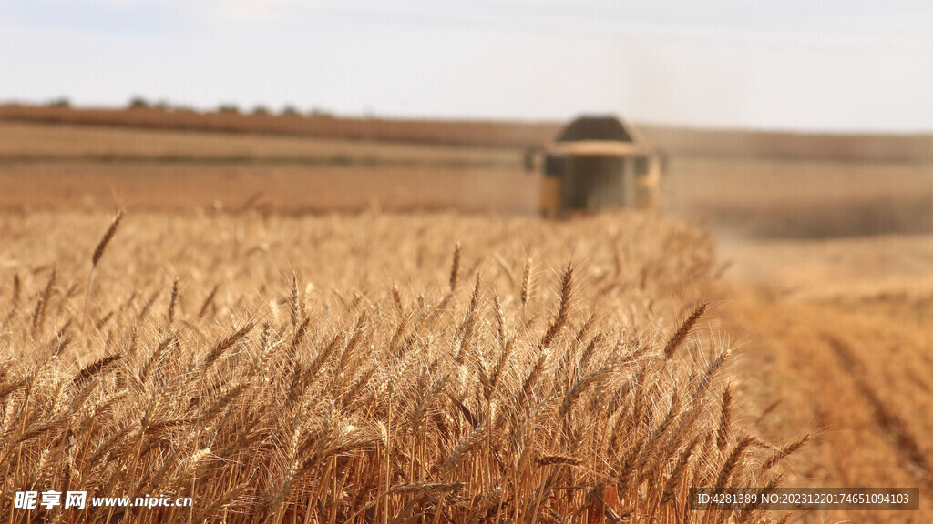 麦田上的联合收割机
