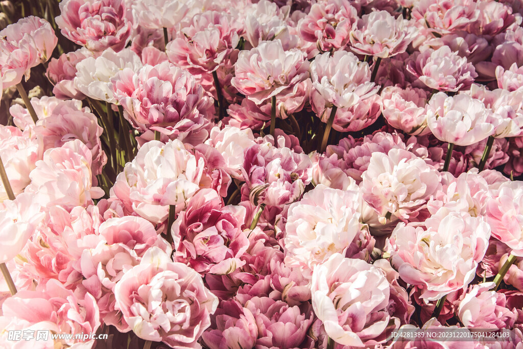 粉红色的郁金香