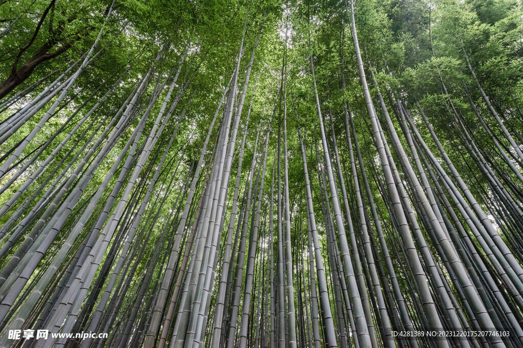 京都市竹林