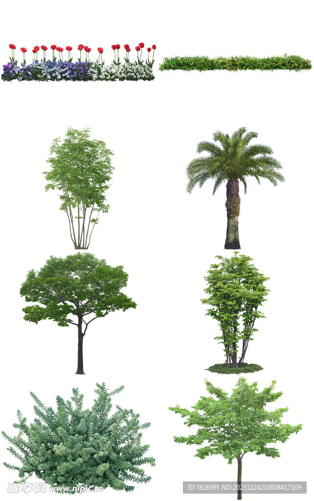 花草 棕树 树木