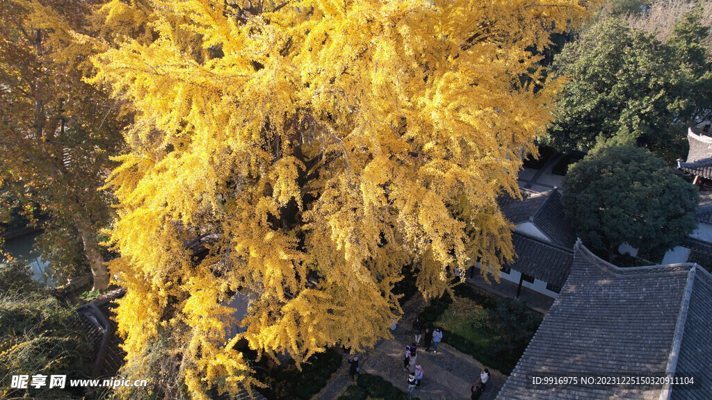 史可法纪念馆赏银杏