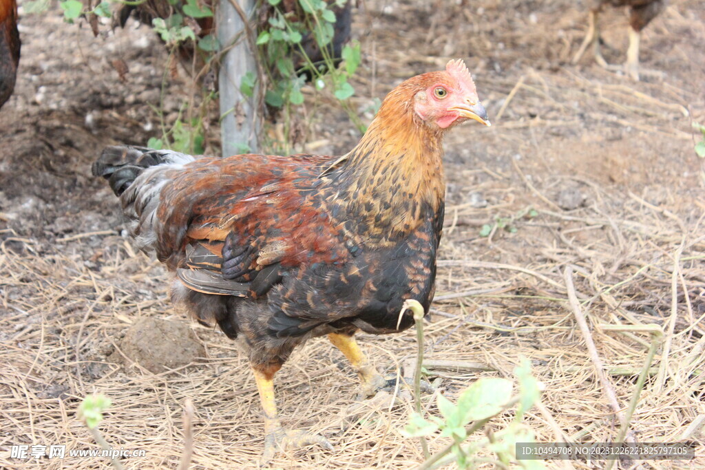 走地鸡