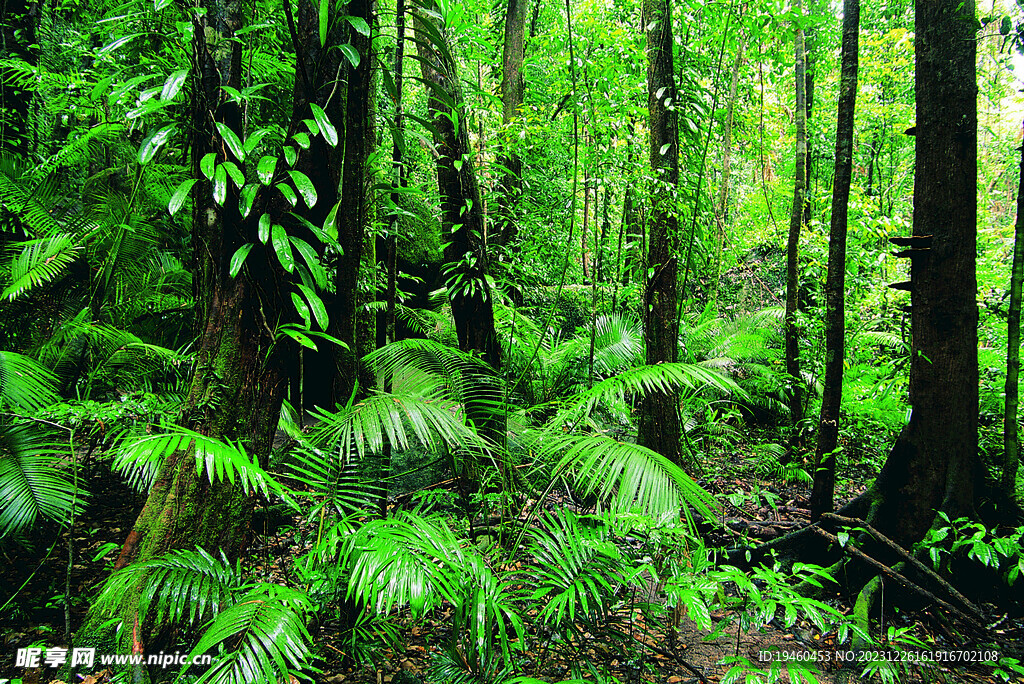 热带雨林