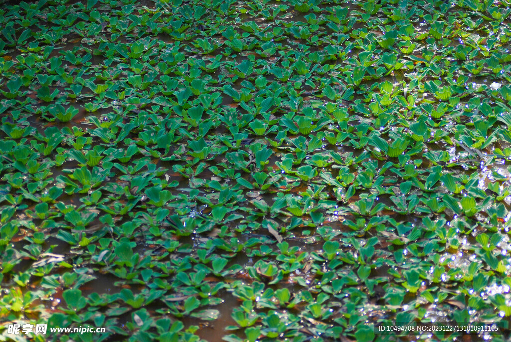 鱼塘水草