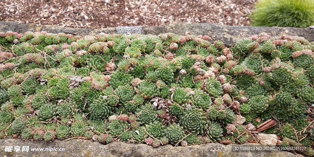 塔斯马尼亚皇家植物园