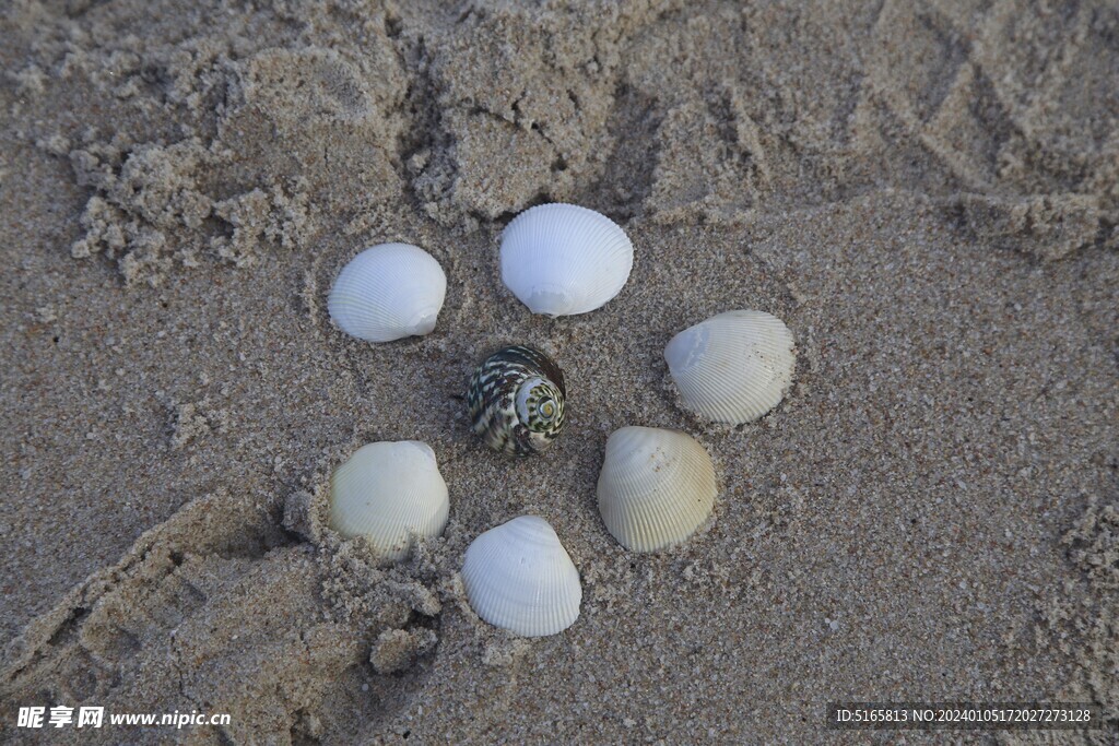 沙滩贝壳