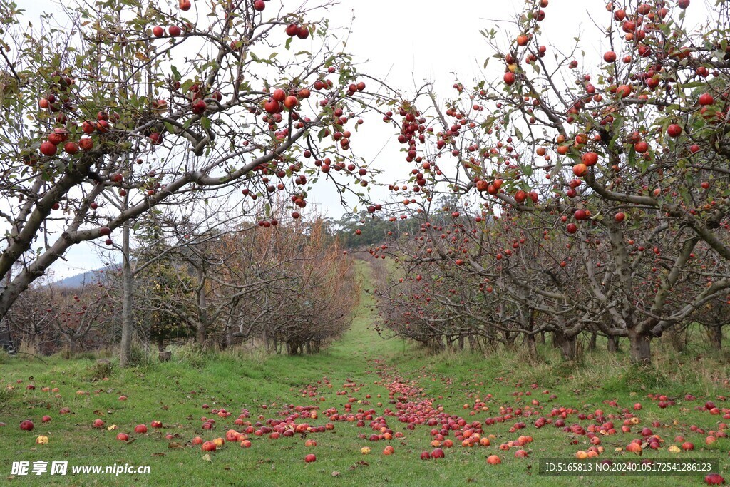 苹果庄园